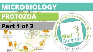 Protozoa  Microbiology  USMLE STEP 1  Part 1 of 3 [upl. by Nwahshar]