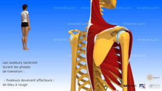 Lépaule antepulsion ou élévation antérieure du bras [upl. by Harvard]