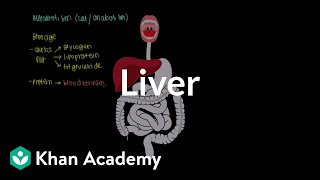 Liver  Gastrointestinal system physiology  NCLEXRN  Khan Academy [upl. by Egerton664]