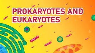 Prokaryotic vs Eukaryotic Cells  Differences Animated [upl. by Isnan]