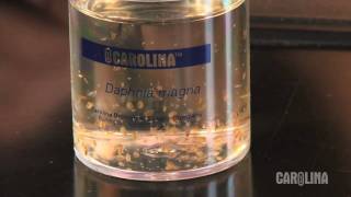 How to Care for Daphnia [upl. by Yelyak]