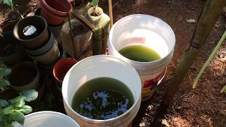 How to grow Green Water Algae [upl. by Lotsirb]