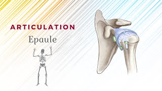 Anatomie De Lépaule  Articulation ScapuloHumérale [upl. by Deach]