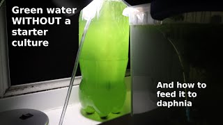 Green Water WITHOUT a Starter Culture  From Scratch  How To [upl. by Tenner]