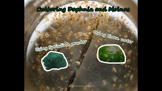 How To Culture Daphnia and Moinas using Green Water Spirulina powder [upl. by Fay]