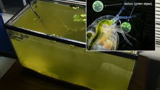 Raising Daphnia for the Freshwater Aquarium [upl. by Akinuahs]