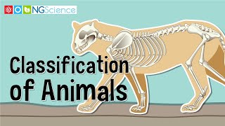 Classification of Animals [upl. by Etteyniv73]