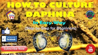 HOW TO CULTURE DAPHNIA In Easy Way [upl. by Waldron]